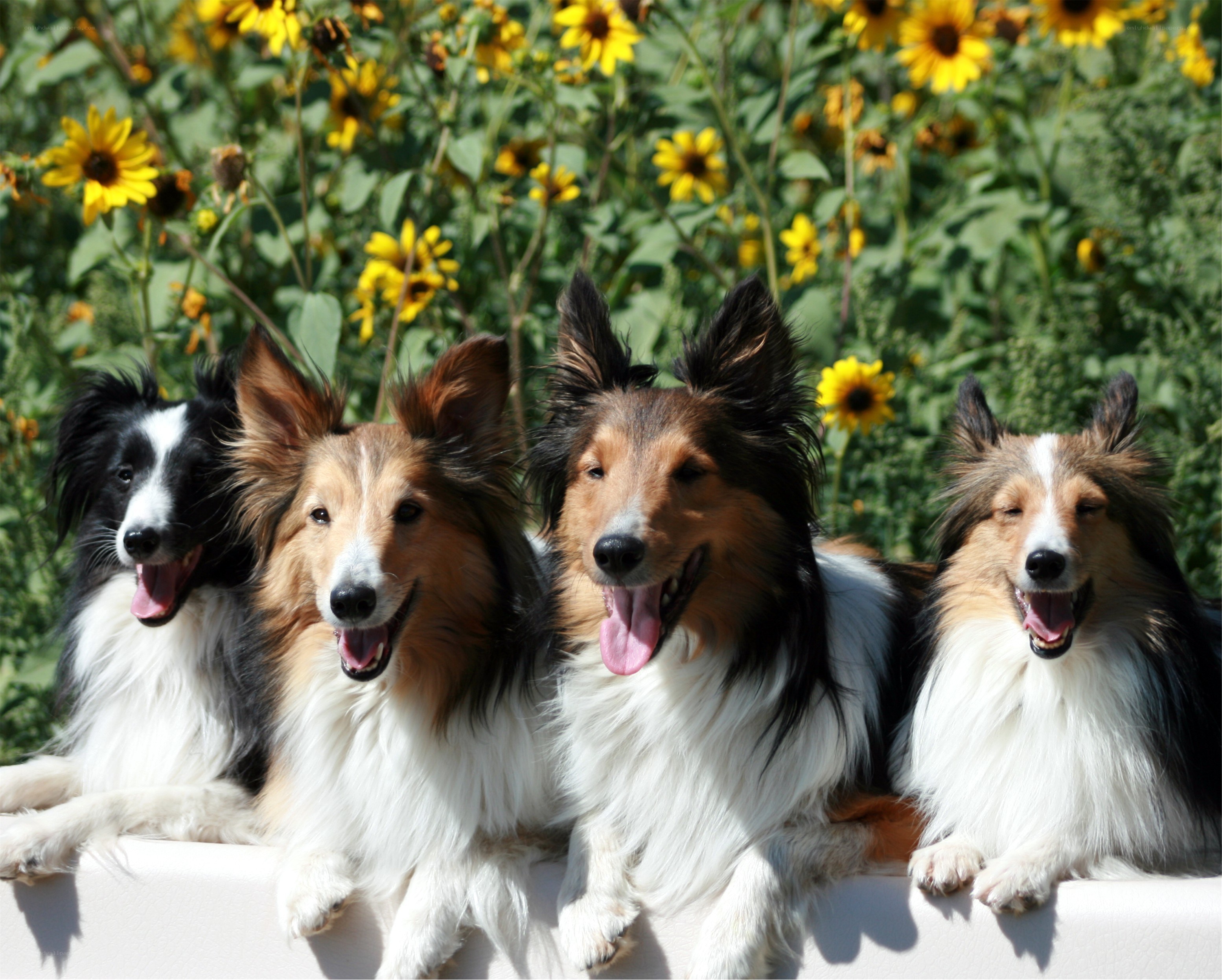 four collie dogs in sunflowers