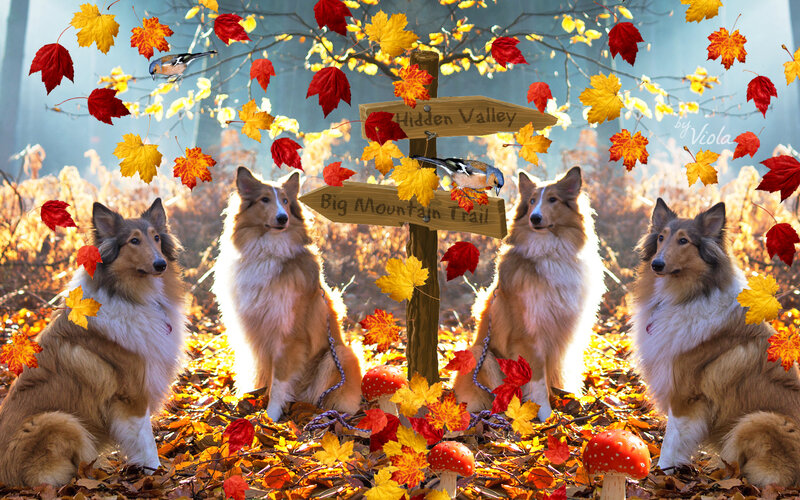 Four Collie Dogs — Orange