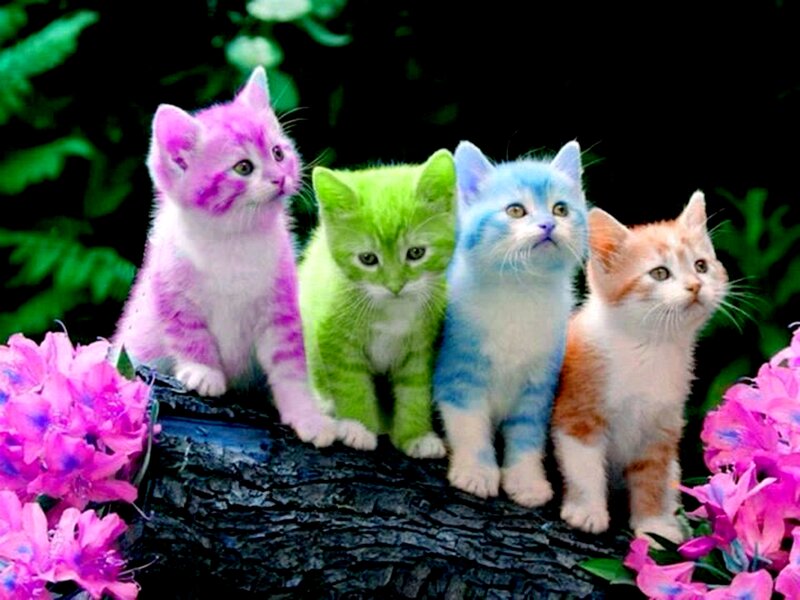 Four Colored Kittens — Pink