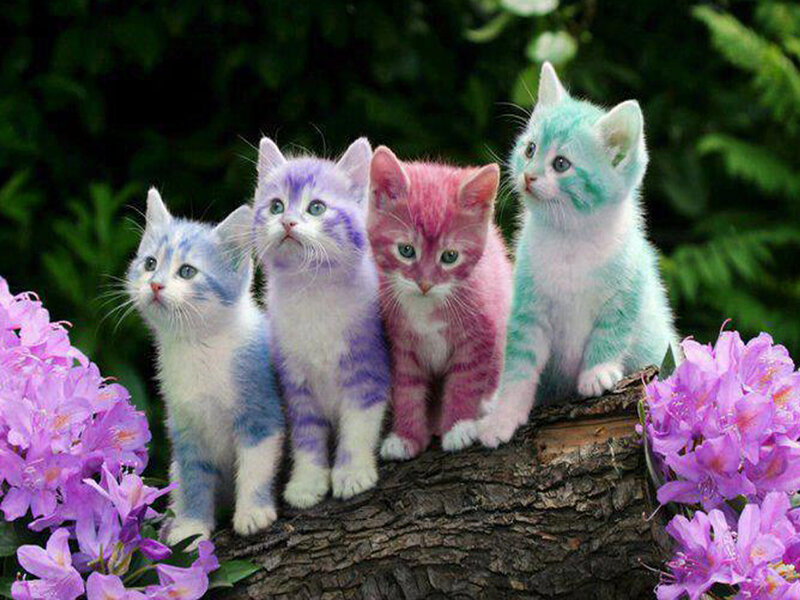 Four Colored Kittens