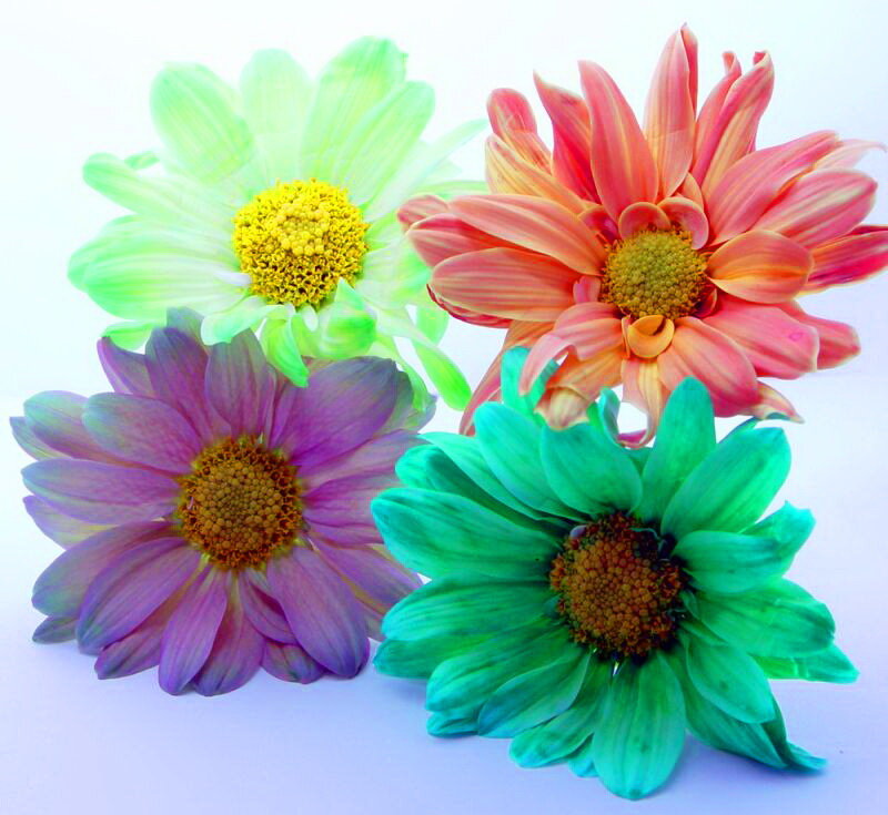 Four Colorful Daisies
