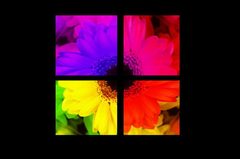 Four Colorful Flowers