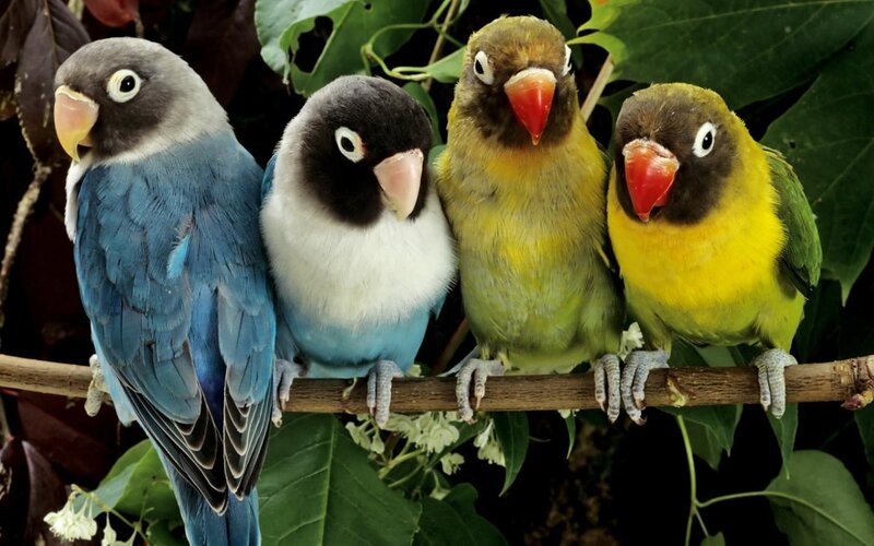 four colorful lovebirds on a branch