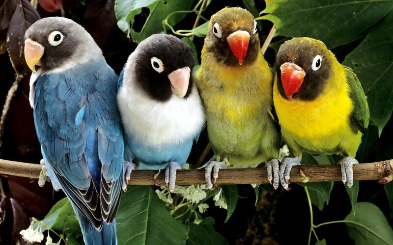 four colorful lovebirds on a branch