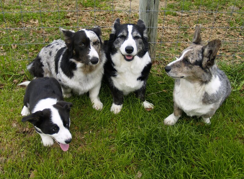 Four Corgi Dogs
