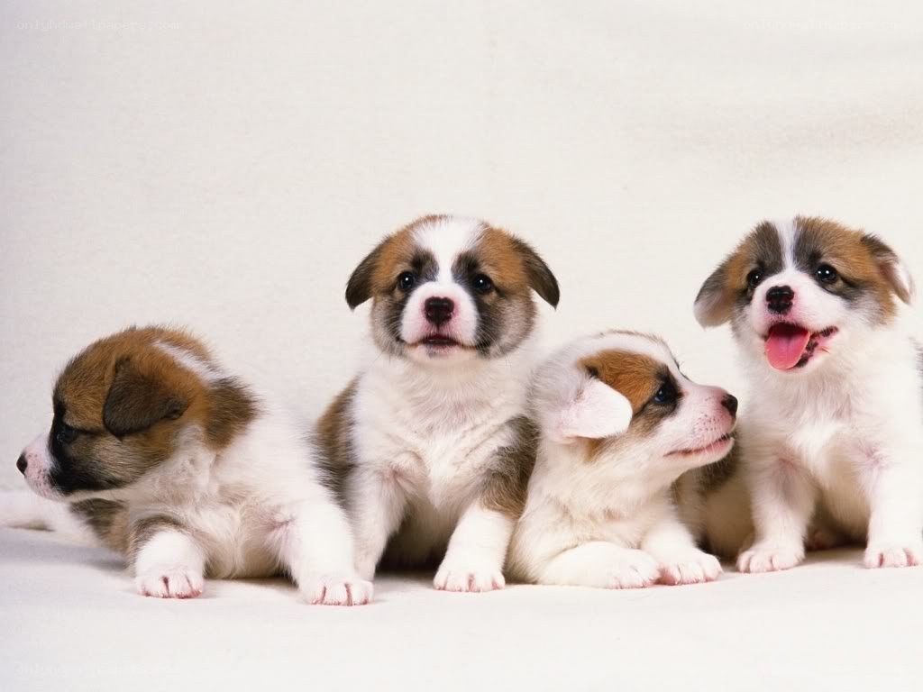 four corgi puppies sitting