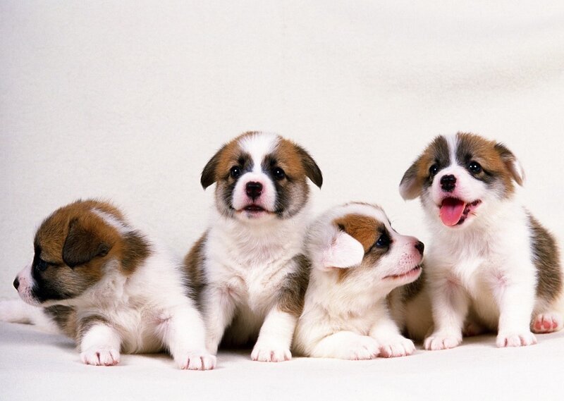 Four Corgi Puppies
