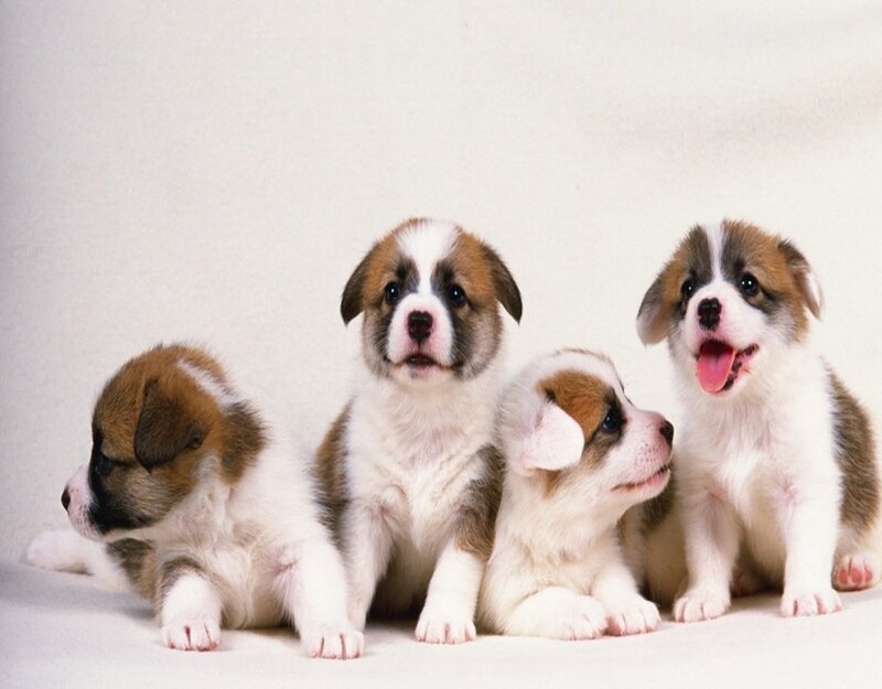 Four Corgi Puppies — White, Playful