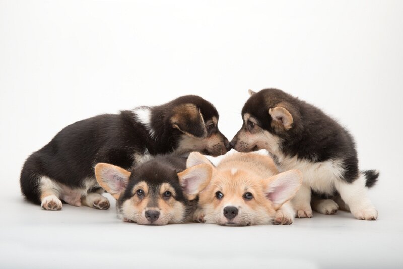 Four Corgi Puppies — White