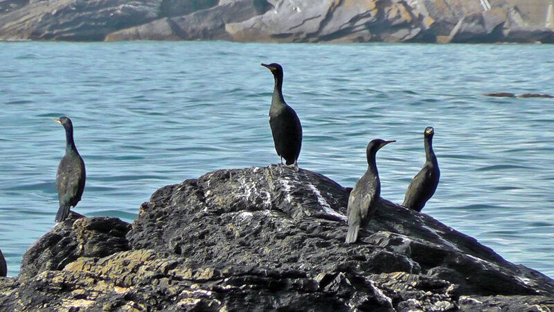 Four Cormorants on Rock