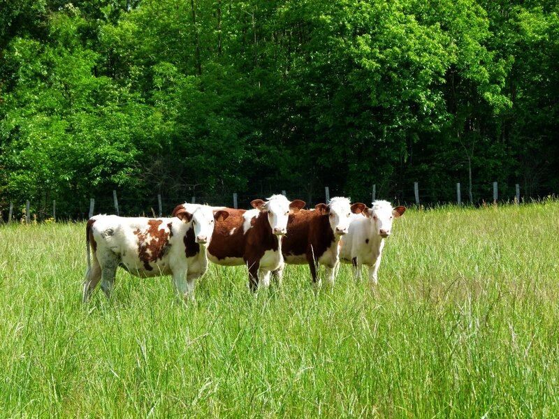 Four Cows in Field — Green