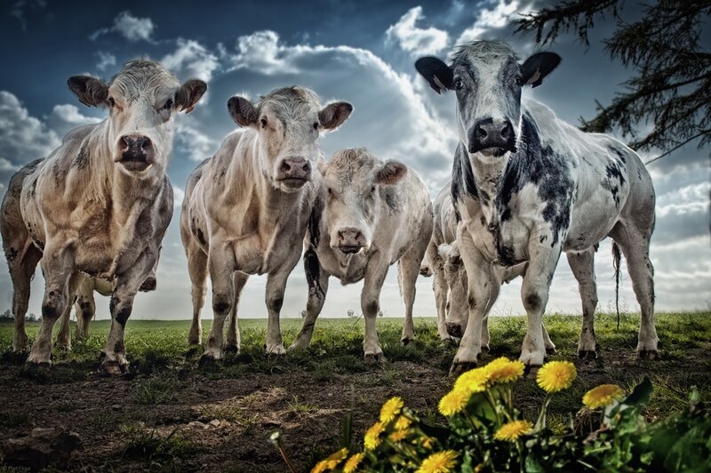 Four Cows in Field