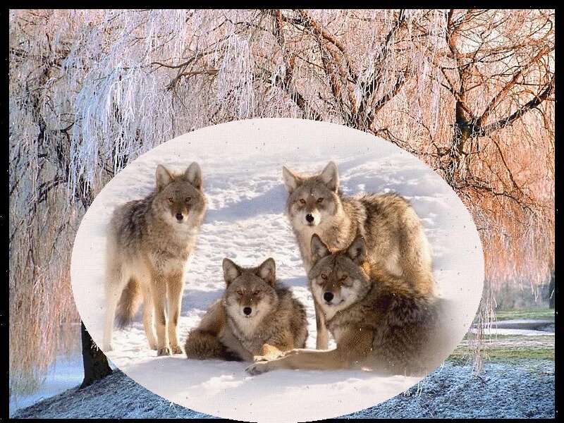 Four Coyotes in Snow