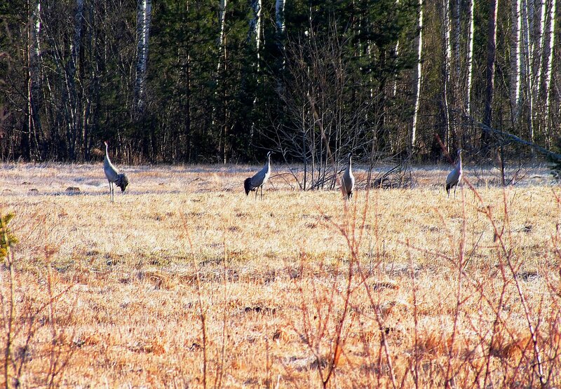 Four Cranes in Field — Brown, Serene