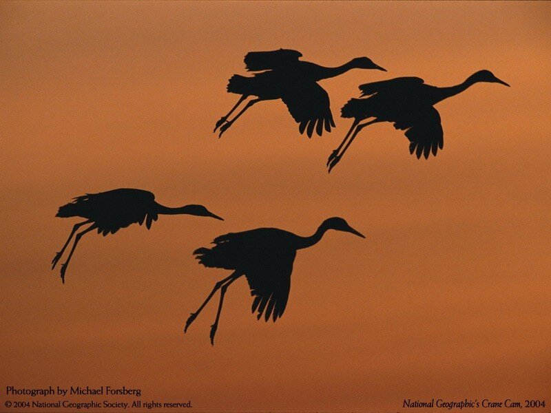 Four Cranes in Flight — Orange
