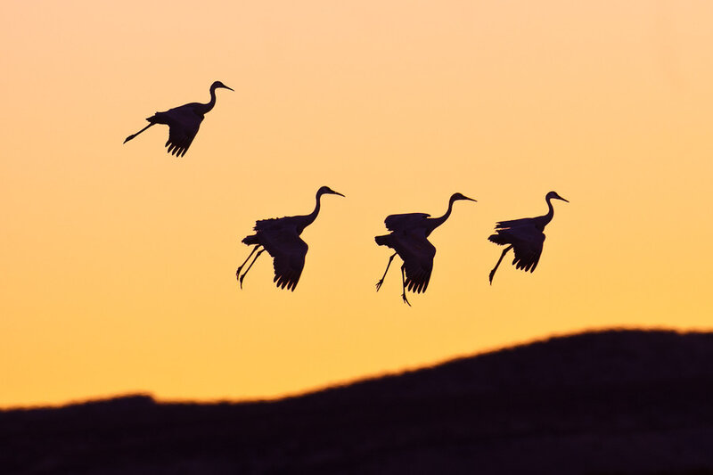 Four Cranes in Flight