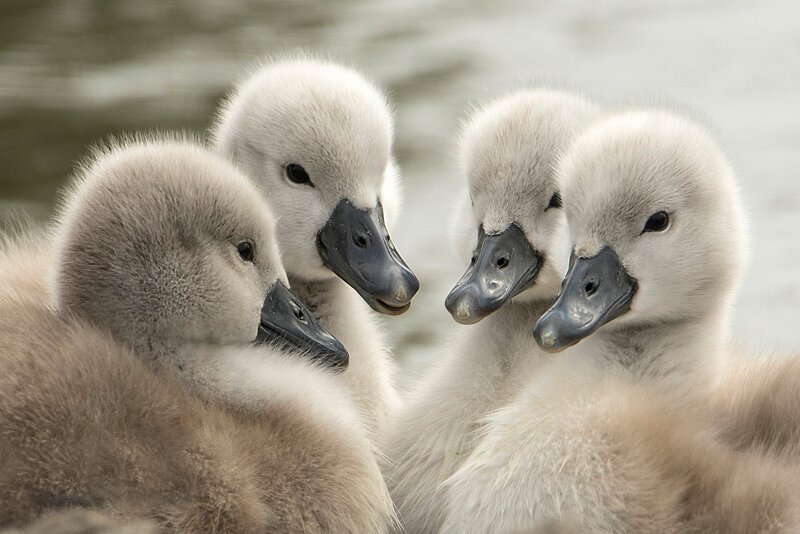 Four Cygnet Ducklings