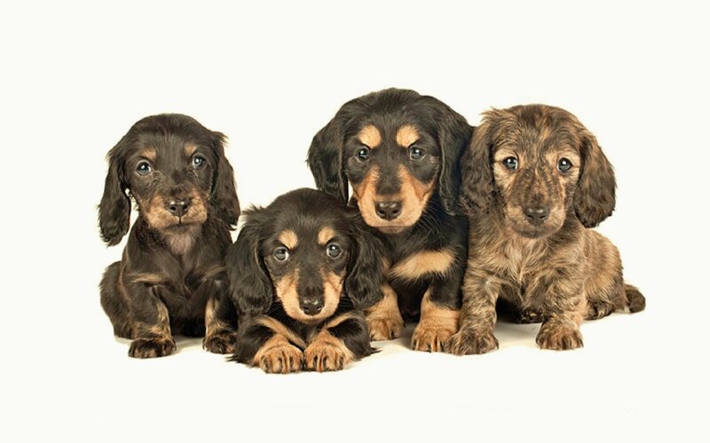Four Dachshund Puppies — Brown