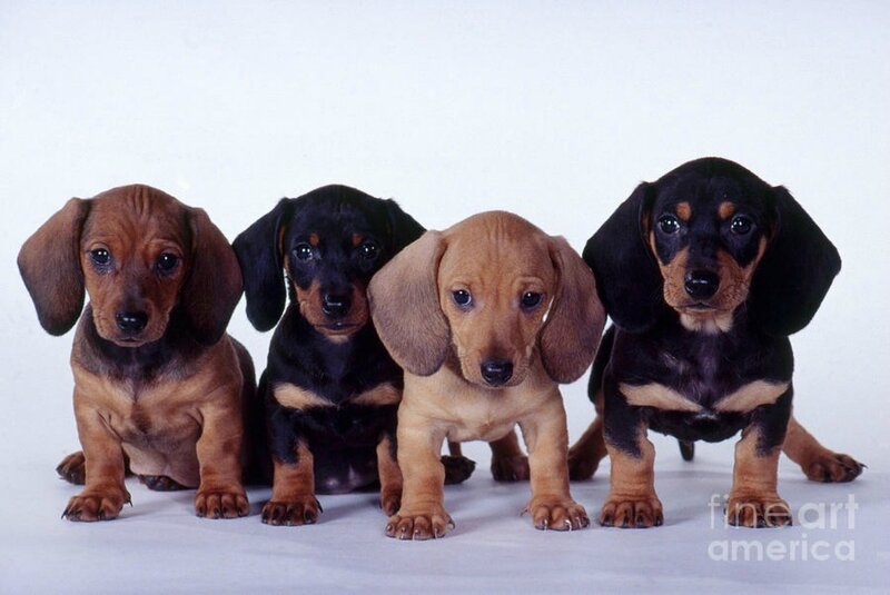 Four Dachshund Puppies