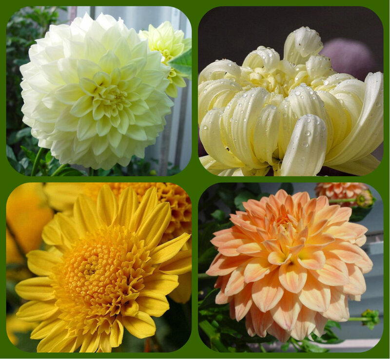 Four Dahlia Flowers