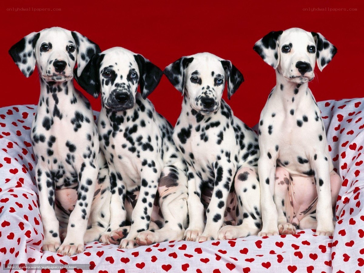 four dalmatian puppies