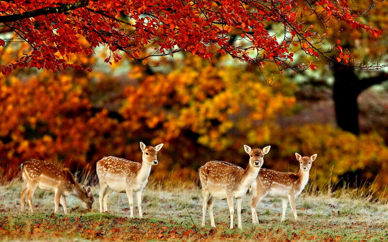 Four Deer in Autumn
