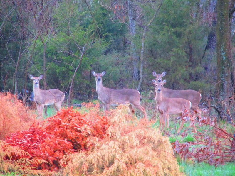 Four Deer in Forest