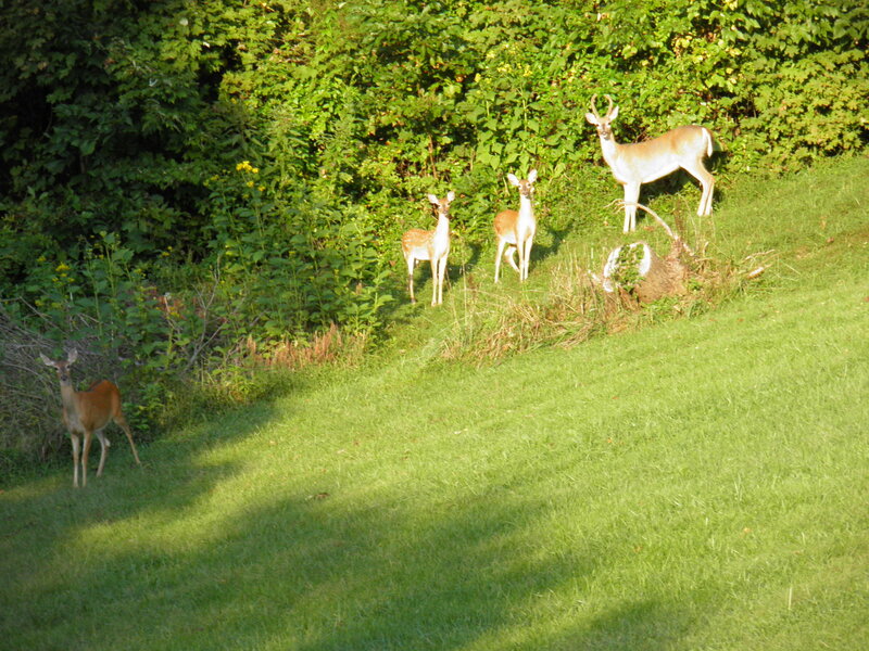 Four Deer on a Hillside