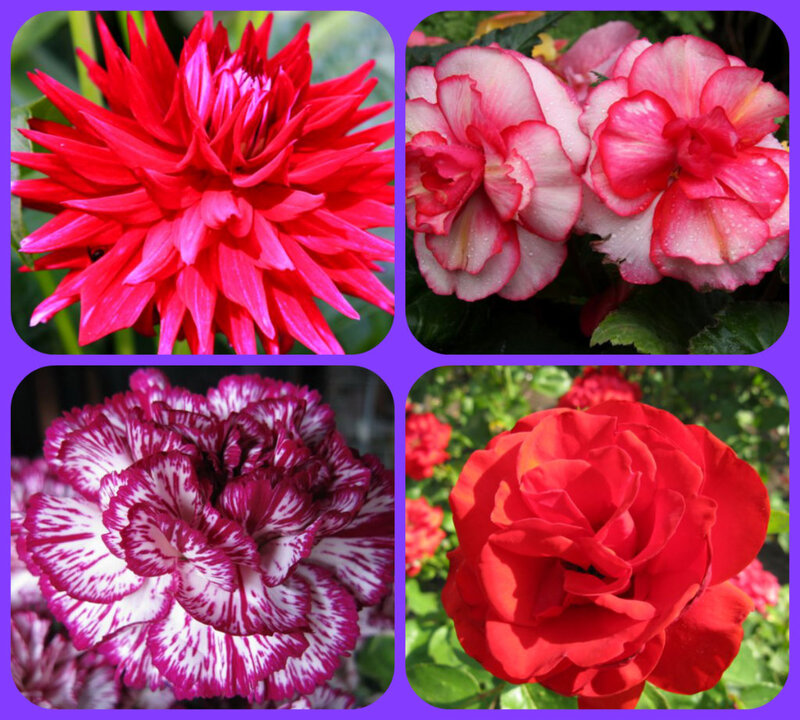 Four Different Flowers — Red