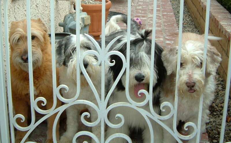 Four Dogs Behind Gate