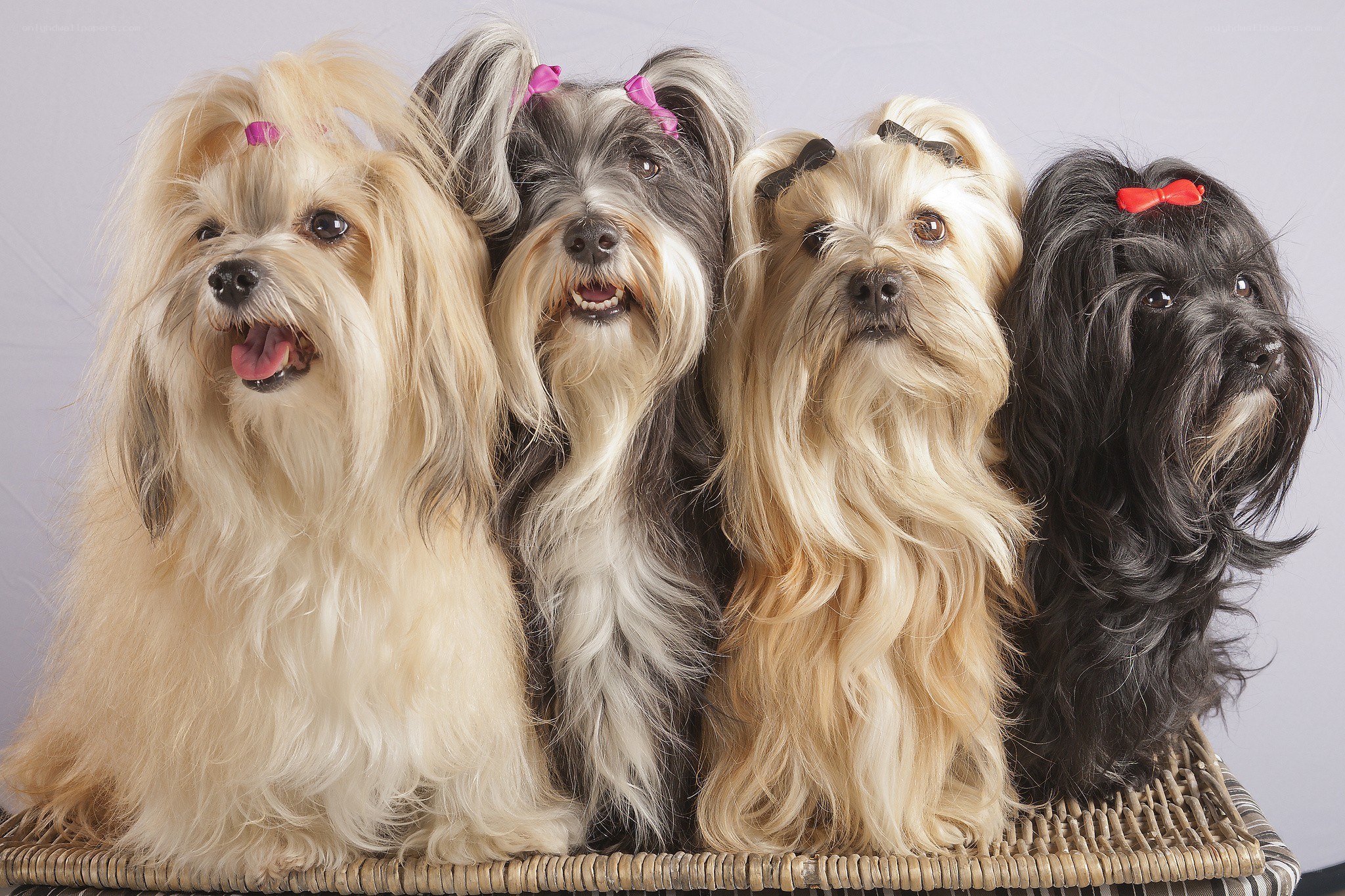 four dogs in a basket