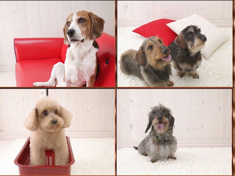 Four dogs in a collage
