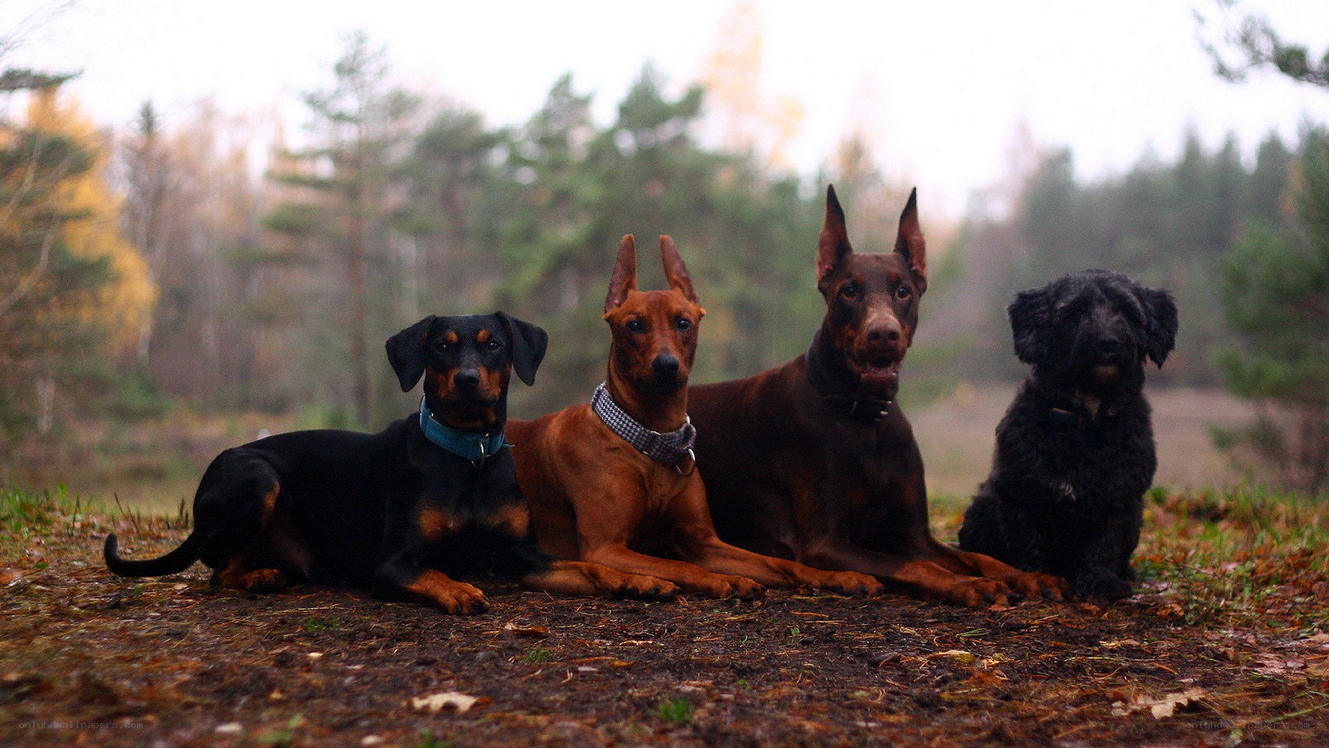 four dogs in a forest