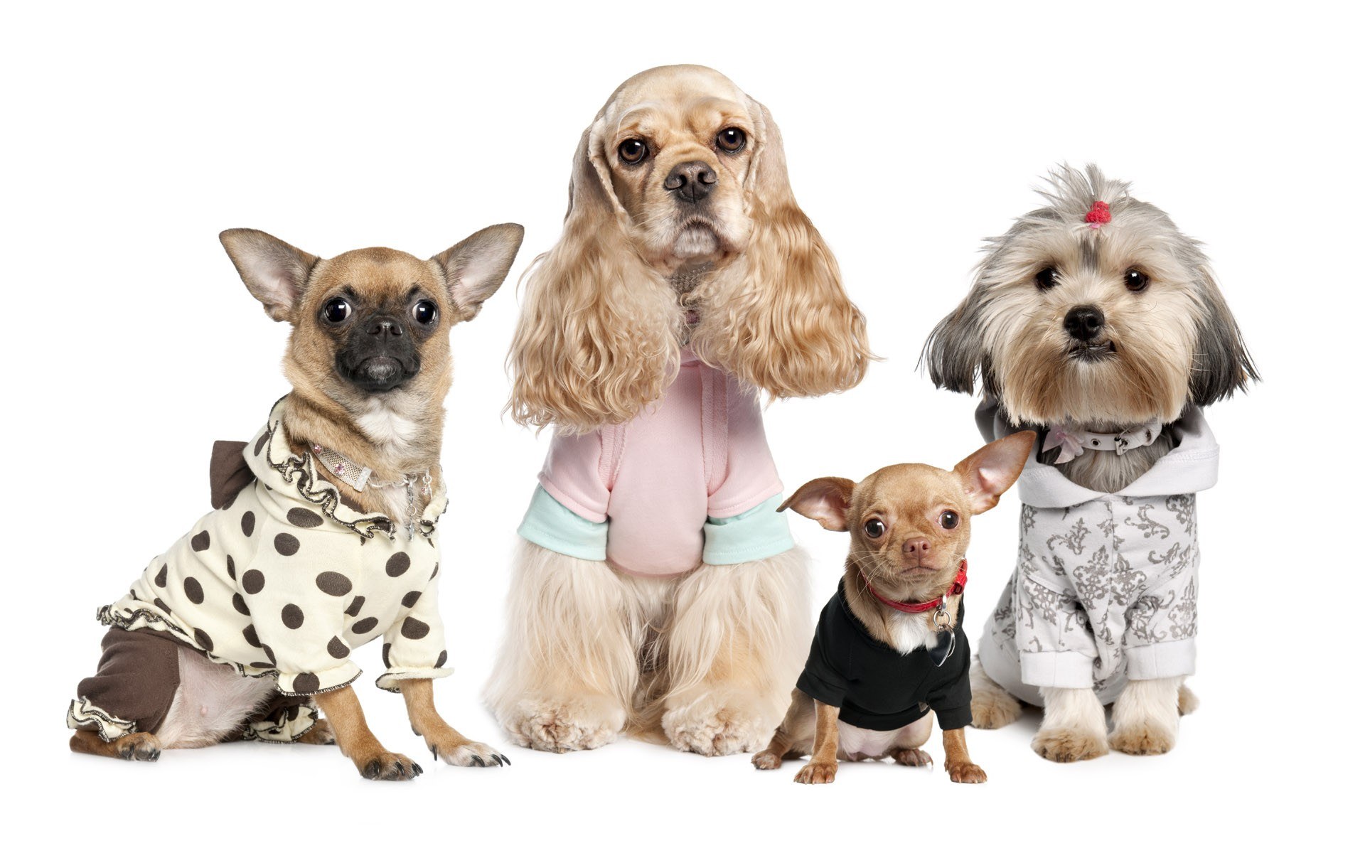 four dogs in clothes