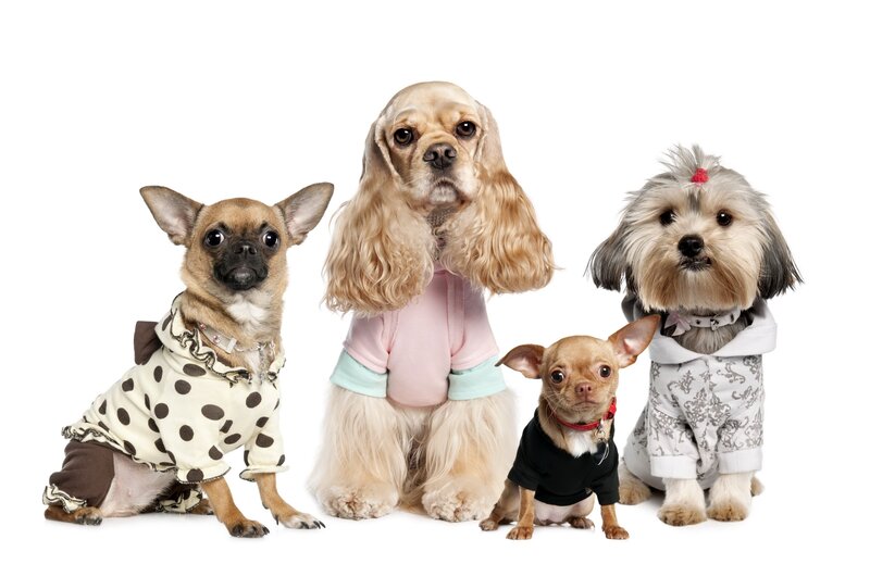Four Dogs in Clothes — White, Neutral, Photograph, Collars