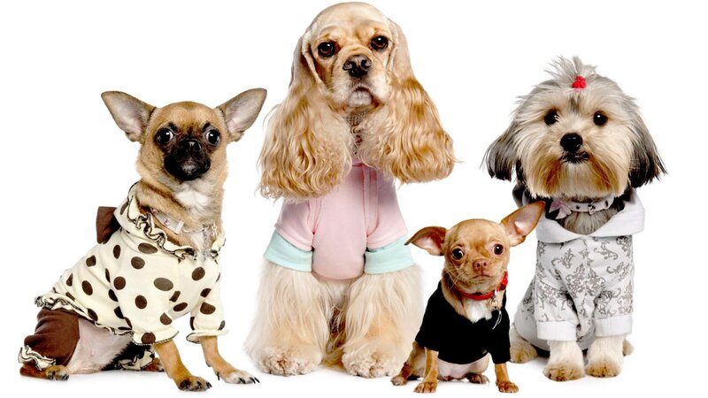 Four Dogs in Clothes — White, Neutral, Photograph