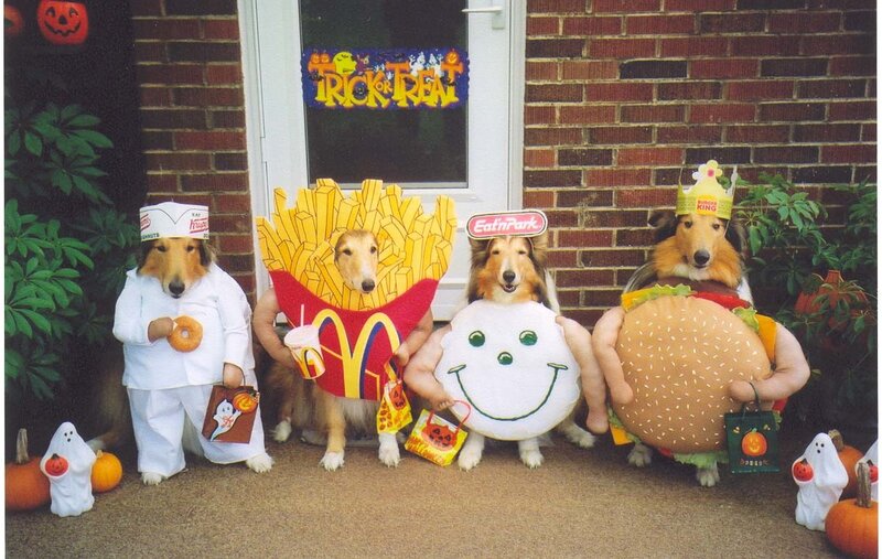Four Dogs in Costumes