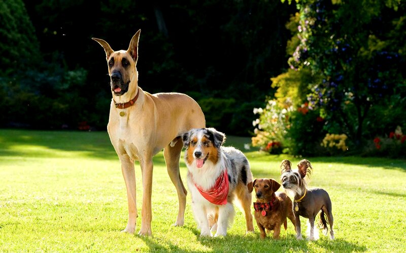 Four Dogs in Garden