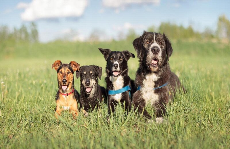Four Dogs in Grass