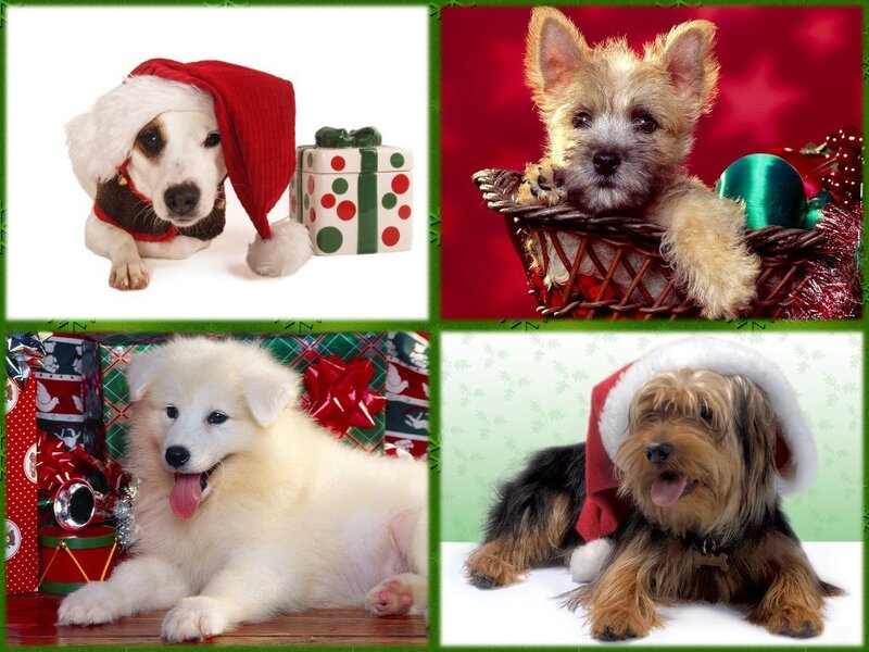 Four Dogs in Holiday Scenes