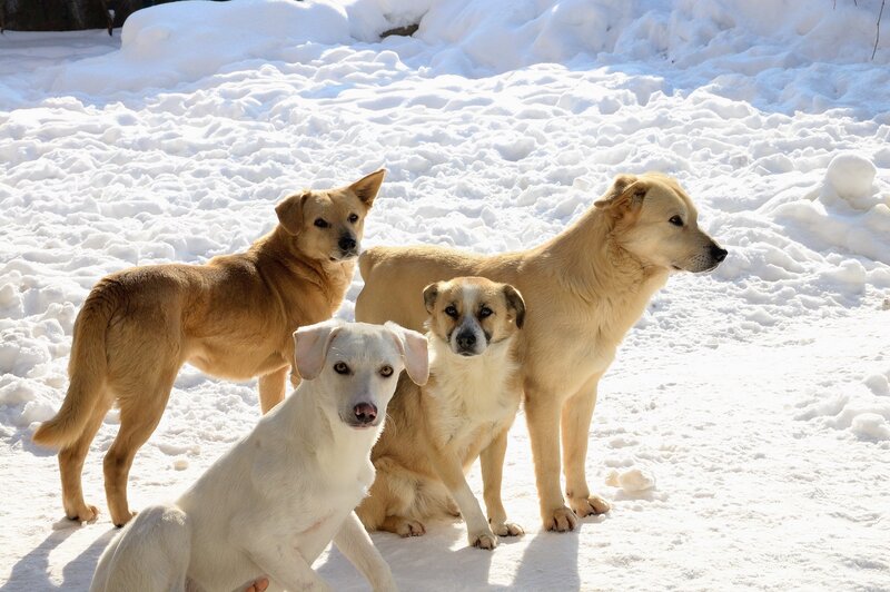 Four Dogs in Snow