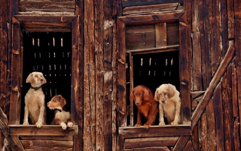 Four Dogs in Wooden Windows