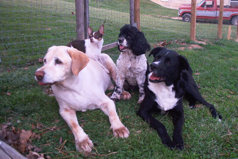 Four Dogs in Yard