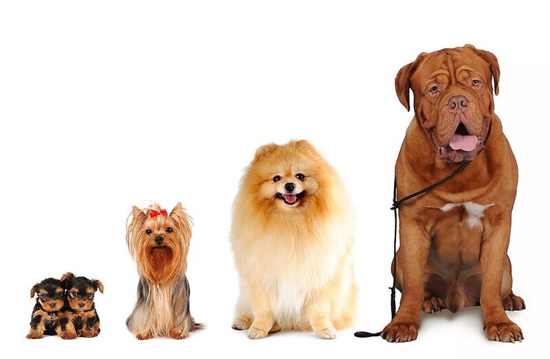Four Dogs of Different Breeds