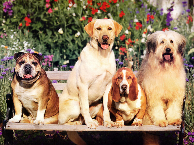 Four Dogs on a Bench