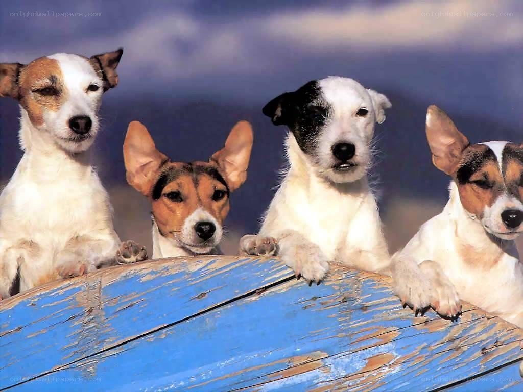 four dogs on a blue surface