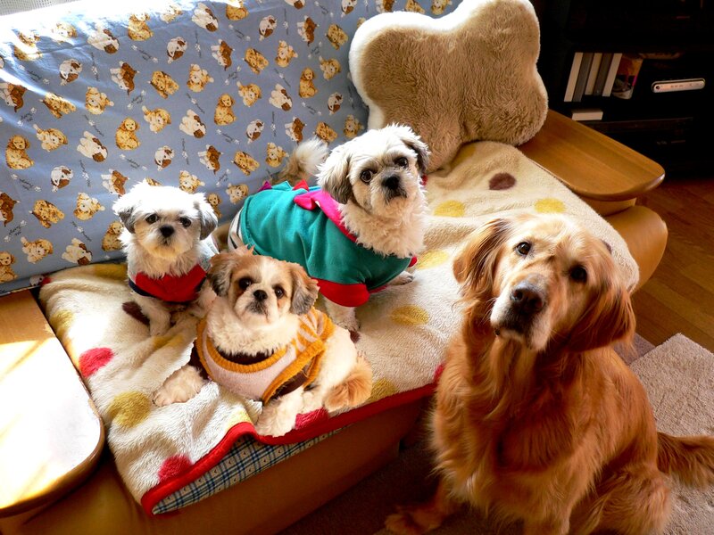 Four Dogs on a Couch — Brown