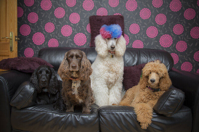 Four Dogs on a Couch