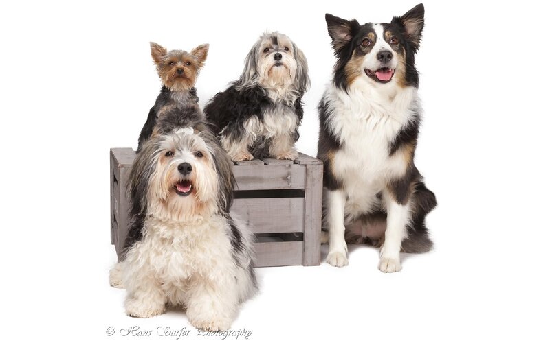 four dogs on a crate