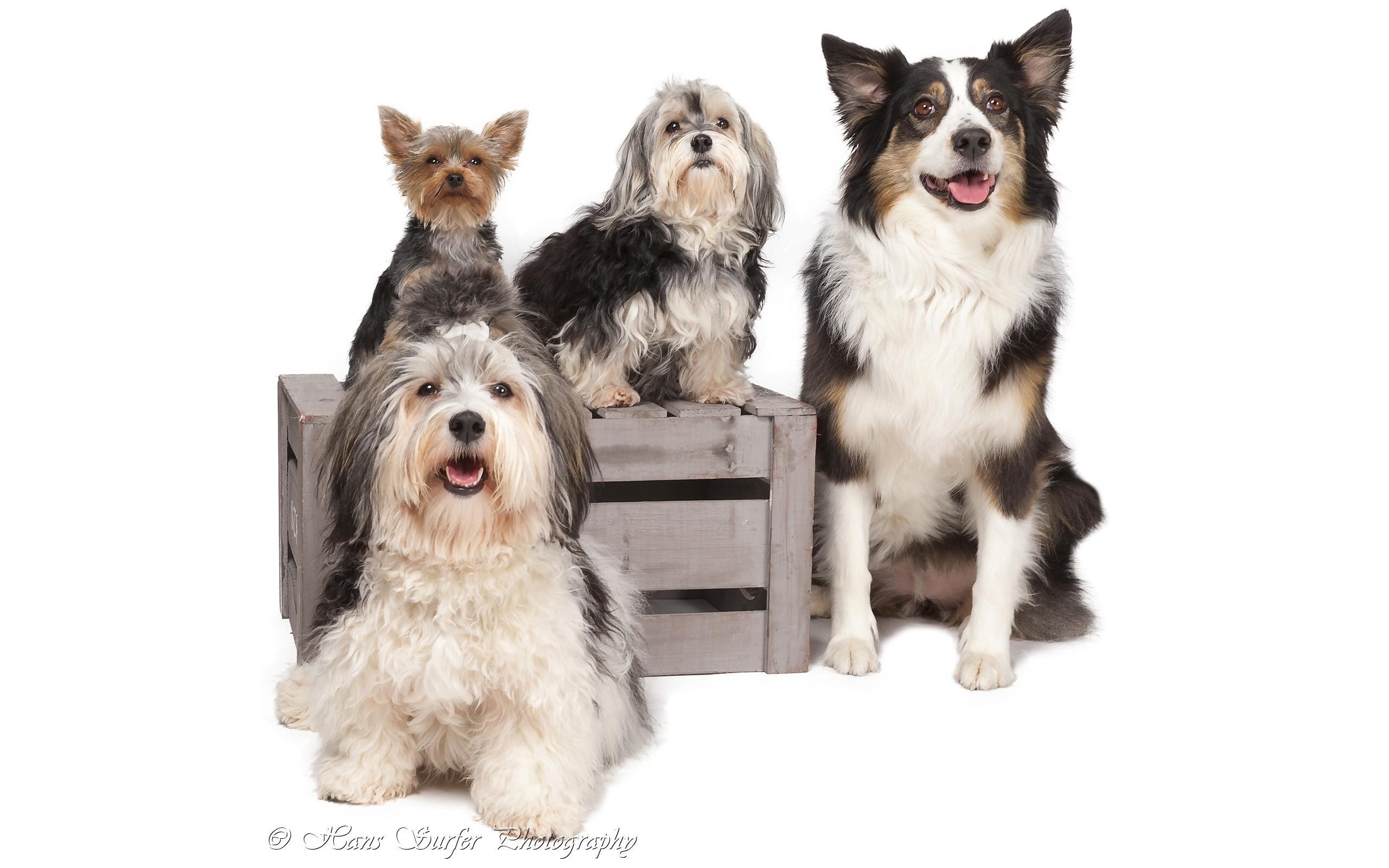 four dogs on a crate
